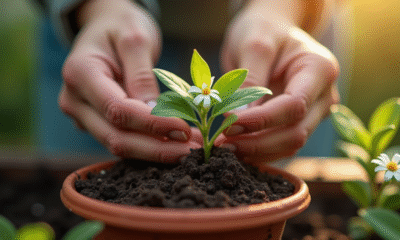 Main plantant un jasmin dans un pot de jardinage