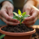Main plantant un jasmin dans un pot de jardinage